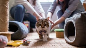 Introducing Your Cat to a New Home: A Smooth Transition